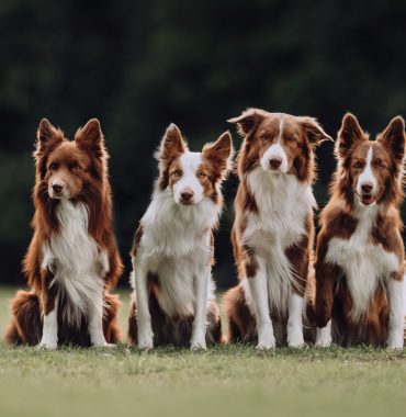 Four brown border collie dogs sitting next to each other