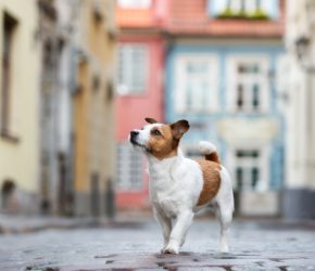 jack russel europe